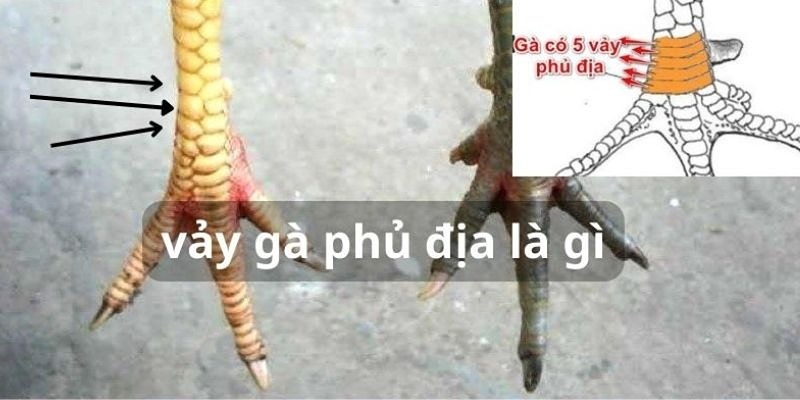 Hiểu ra sao về vảy gà phủ địa?